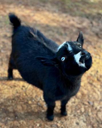 Nigerian Dwarf Bucklings 1