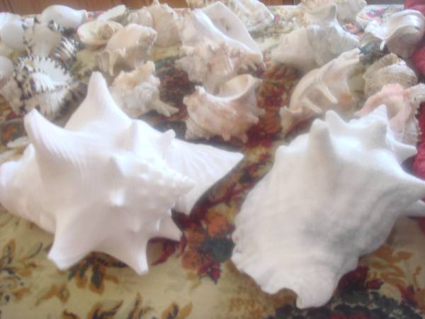 Conch Shells and More 1