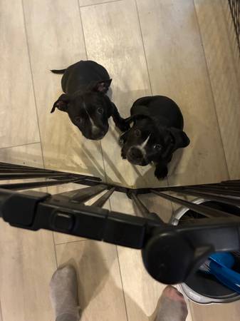 2 female bully’s left!!!63853464956547120