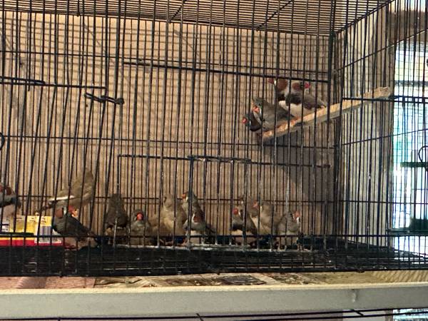 Zebra finches (Muskegon)63910107046019122