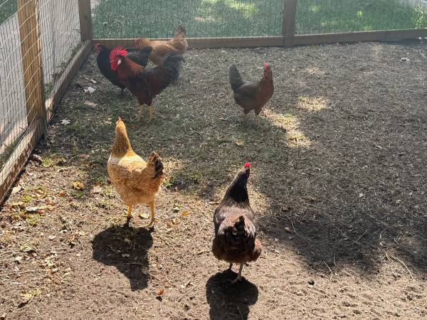 chickens - laying hens63667232625793122