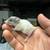 Baby Pet Rats Now Available! 1 thumbnail