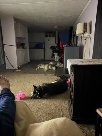 Female shapard husky (Felts Mills)63834020662913124