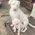 Deaf albino pitpull pup 10 thumbnail