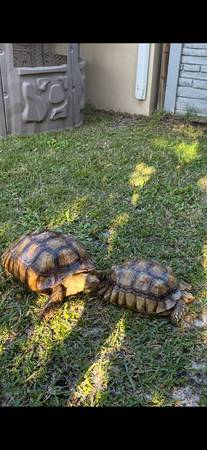 Sulcata Tortoise Pair (Vero Beach)63667812804995122