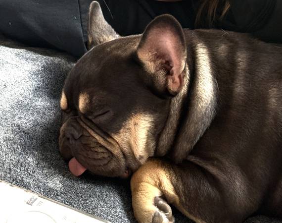 M French Bulldog 9 Months (Gig Harbor)63684398462209123