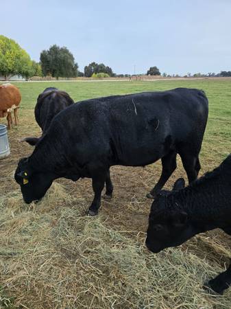 Registered waygu Bulls 1