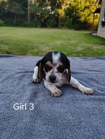 Cachorros Beagle63670608407299121