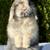 Show line Holland Lop 2 thumbnail