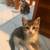 Kittens 3 thumbnail