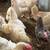 Chicken, Pollos   (meat chicken) 3 thumbnail