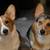 Corgi puppy 2 thumbnail