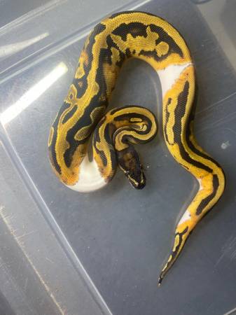 Ball python and hog nose snske 1