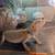 Rehoming 3 bearded Dragons with cage 3 thumbnail