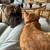 Local Animal Care Provider -- Washington, D.C. 10 thumbnail