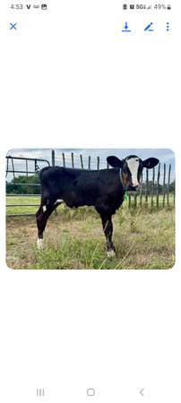 calfs 1