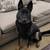 German Shepherd mix needs rehoming (Downey) 9 thumbnail