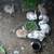 Mini Lop Kits Available ~ Wish to Sell Baby Bunnys? 3 thumbnail