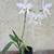 LAELIA ANCEPS: 100 Select Blooming Size Plants 7 thumbnail