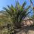 FREE palm fronds 1 thumbnail