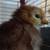 Taking Orders ~ CHICKS ~ Black Stars & Heritage Rhode Island Reds 5 thumbnail