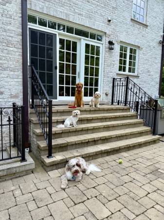 Join a Reputable Dog Training Business – Part-Time Trainer Wanted 1