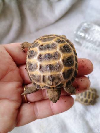 Crías de tortuga rusa63860183672451122