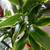 Healthy plant in a ceramic pot 2 thumbnail