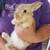 Young rabbits available 1 thumbnail