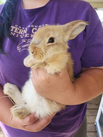 Young rabbits available 1