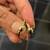 Brand New 18K Yellow Gold Hoop Earrings with the Ladybug (from Italy) 2 thumbnail
