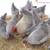 Colorful Layer Breed Hens 4 thumbnail