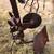 Vintage Bradly Davidson garden tractor with implements 2 thumbnail