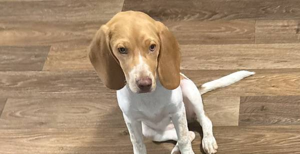 Cachorra de 6 meses de raza beagle (Greer)63661372989955120
