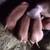 Red Wattle piglets 2 thumbnail