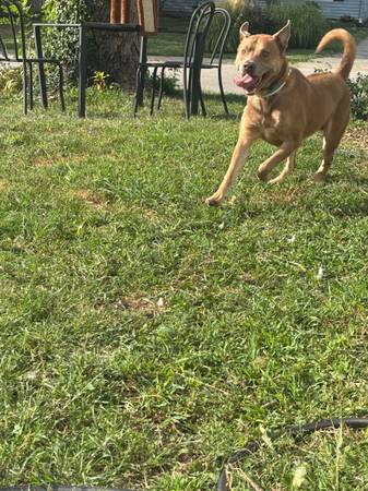 Husky/Lab (Kansas City)63903227493122122