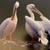 COLORS IN THE WILD • National Wildlife Federation 15 thumbnail