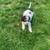 Mini Labradoodles 4 thumbnail