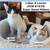 Cat / Kitten Adoption Event in San Mateo, SUNDAY 10/26/25, 12 to 3 3 thumbnail