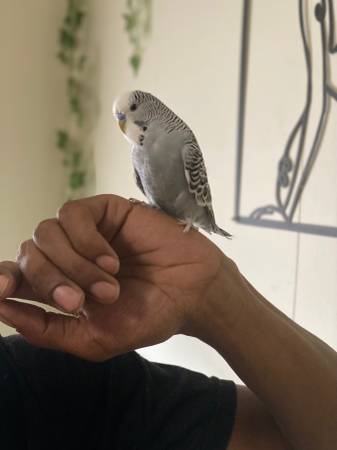 Parakeets 1