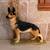 German Shepherd sculpture Excellent condition 1 thumbnail