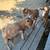 Baby goats (Nigerian dwarf bucklings) - $100 (Vacaville) 3 thumbnail