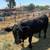 Butcher steer 3 thumbnail