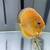 Discus fish for sale 2 thumbnail