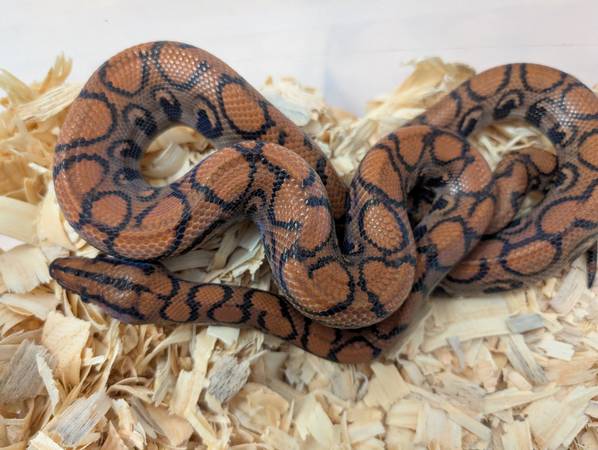Brazilian Rainbow Boa (White Bluff, Dickson, Bellevue)63664482391425123