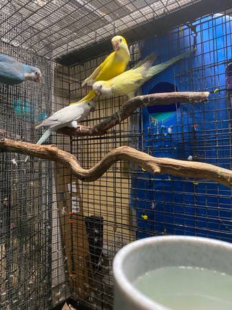 Quaker and Indian ringneks64035635237635120