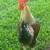 Rooster for sale 3 thumbnail