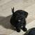 puppi 1 thumbnail