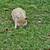 Pot belly pigs 2 thumbnail