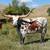 Registered Texas Longhorns 3 thumbnail